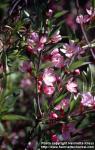 Photo: Prunus tenella 4.