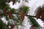 Photo: Pseudotsuga menziesii.