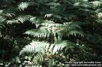 Photo: Pteridium aquilinum.