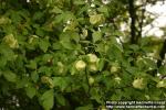 Photo: Ptelea trifoliata 6.