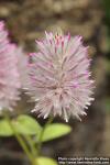 Photo: Ptilotus nobilis 1.