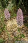 Photo: Ptilotus nobilis 3.