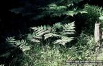 Photo: Pteridium aquilinum 3.