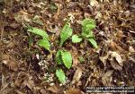 Photo: Pteridophyllum racemosum.