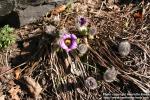 Photo: Pulsatilla vulgaris 8.