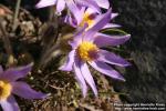 Photo: Pulsatilla vulgaris 12.