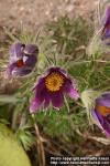 Photo: Pulsatilla vulgaris 17.