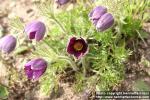 Photo: Pulsatilla vulgaris 18.