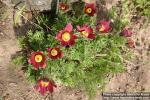 Photo: Pulsatilla regeliana 3.