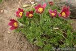 Photo: Pulsatilla regeliana 4.