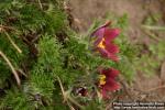 Photo: Pulsatilla regeliana 5.