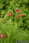 Photo: Pulmonaria rubra 2.