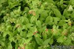 Photo: Pulmonaria rubra 3.