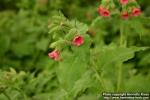 Photo: Pulmonaria rubra 5.