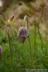 Photo: Pulsatilla x hackelii 1.