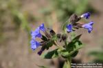 Photo: Pulmonaria mollis 1.