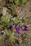 Photo: Pulsatilla patens.