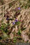 Photo: Pulmonaria obscura 11.