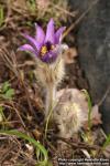 Photo: Pulsatilla vulgaris 22.