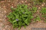Photo: Pulmonaria obscura 12.