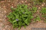 Photo: Pulmonaria obscura 12.