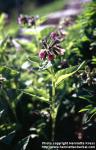 Photo: Pulmonaria obscura 10.