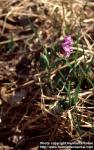 Photo: Pulmonaria obscura 3.