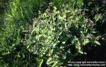 Photo: Pulmonaria obscura 8.