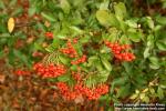 Photo: Pyracantha coccinea 2.