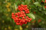 Photo: Pyracantha coccinea 6.