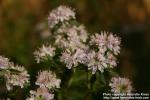 Photo: Pycnanthemum verticillatum 9.