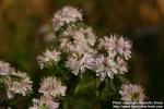 Photo: Pycnanthemum verticillatum 9.