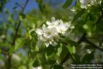 Photo: Pyrus ussuriensis 11.