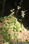 Photo: Pyrola minor 0.