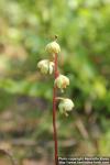 Photo: Pyrola minor 1.