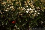 Photo: Pyracantha coccinea 1.