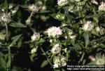 Photo: Pycnanthemum verticillatum 2.