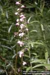 Photo: Pyrola asarifolia 1.