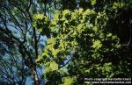 Photo: Quercus robur.