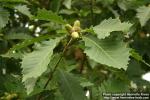 Photo: Quercus mongolica 1.