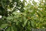 Photo: Quercus mongolica 2.