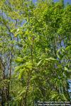 Photo: Quercus mongolica 10.