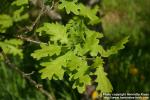 Photo: Quercus robur 6.