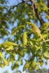 Photo: Quercus robur 11.