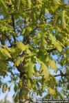 Photo: Quercus robur 12.