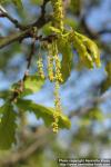 Photo: Quercus robur 15.