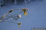 Photo: Ratibida pinnata 8.