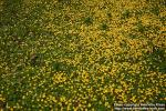 Photo: Ranunculus ficaria 6.