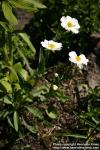 Photo: Ranunculus amplexicaulis 2.