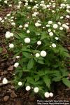 Photo: Ranunculus aconitifolius.